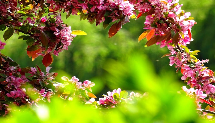plantas-para-jardim-larmequer